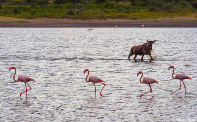 Wildebeest in Ndutu Lake