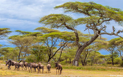 Wildebeest and Trees Landscape Scene