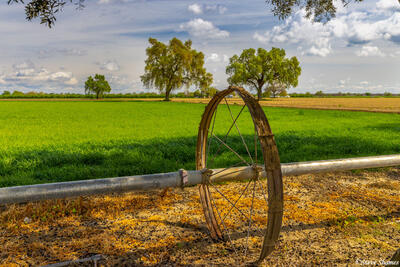 Yolo County Farm Scene