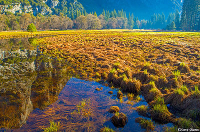 Yosemite Marsh