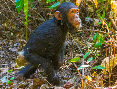 Young Mahale Chimp