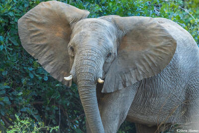 Zambia-Big Eared Elephant