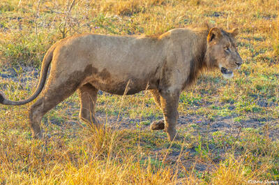 Zambia-Busanga Plains Lion