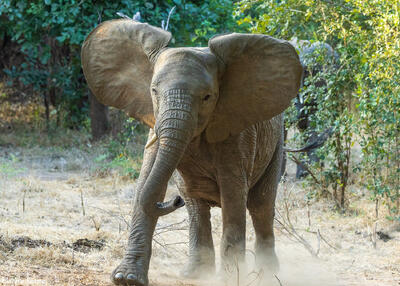 Zambia-Cantankerous Elephant