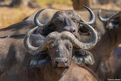 Zambia-Cape Buffalo