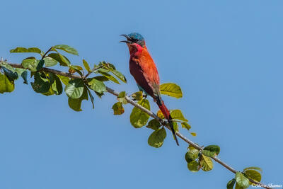 Zambia-Carmine Bee-eater