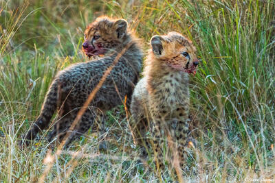 Zambia-Cheetah Cubs in Grass