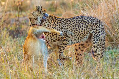 Zambia-Cheetah Moving Kill