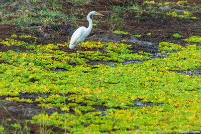 Zambia-Egret on Pond