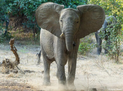 Zambia-Elephant Stirring Up Dust