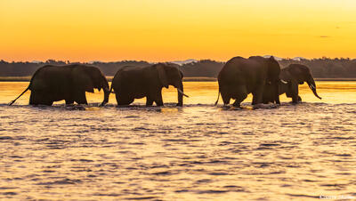 Zambia-Elephants Crossing Zambezi