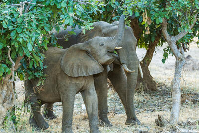 Zambia-Elephants Feeding