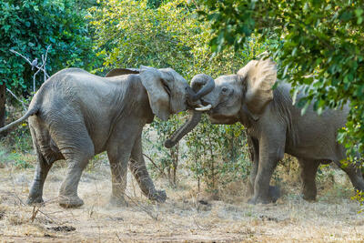 Zambia-Elephants Jostling