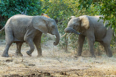Zambia-Elephants Sparring