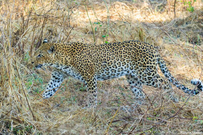 Zambia-Female Leopard