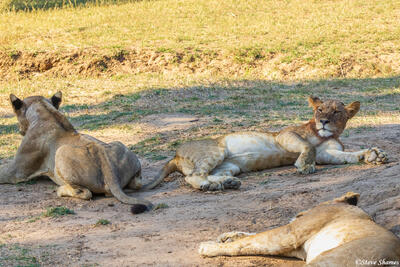 Zambia-Full Bellied Lions