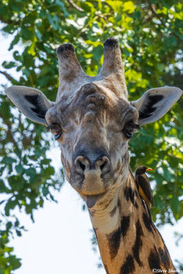 Zambia-Giraffe Face