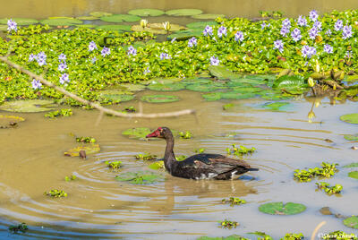 Zambia-Goose in Pond