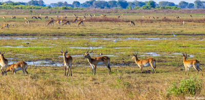 Zambia-Grazing Antelopes