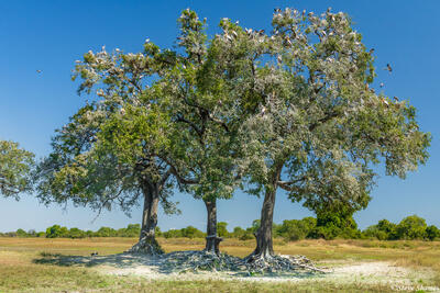 Zambia-Guano Covered Nesting Trees