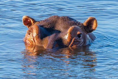 Zambia-Hippo Peeking From Water