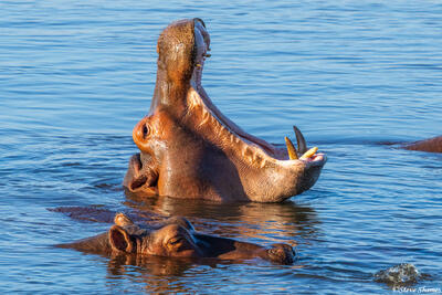Zambia-Hippo Yawning