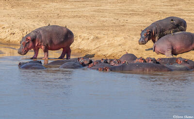 Zambia-Hippos