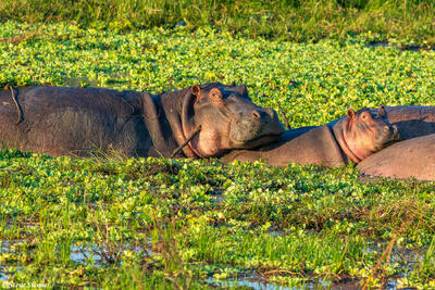 Zambia-Hippos in Pond