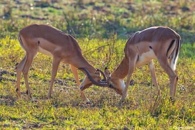 Zambia-Impalas Rutting