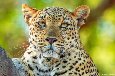 Zambia-Leopard Face