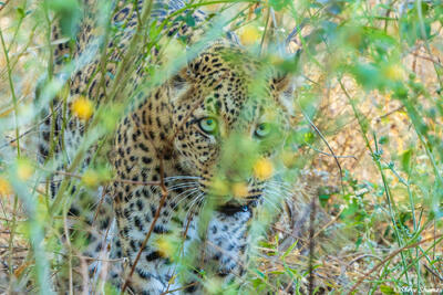 Zambia-Leopard in Bush