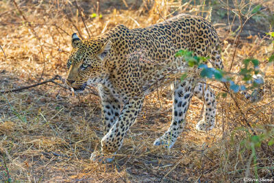Zambia-Leopard on Ground