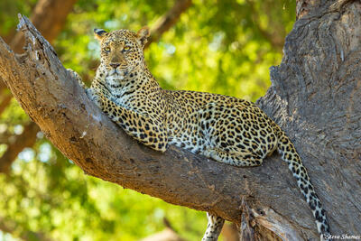 Zambia-Leopard on Tree Branch