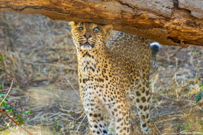 Zambia-Leopard Rubbing Head