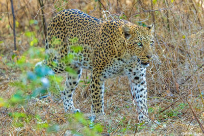 Zambia-Leopard Walking Through Bush