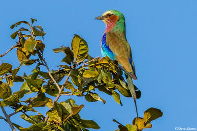 Zambia-Lilac Breasted Roller