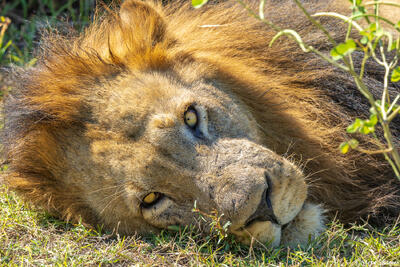 Zambia-Lion Face
