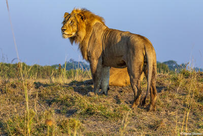 Zambia-Lion King