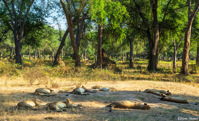 Zambia-Lion Pride Asleep