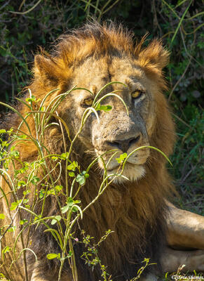 Zambia-Lion Pride Male