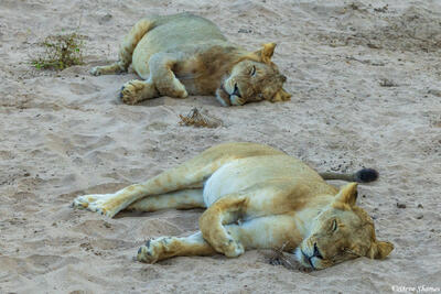 Zambia-Lion Synchronized Sleeping