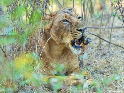 Zambia-Lioness Eating Waterbuck Leg