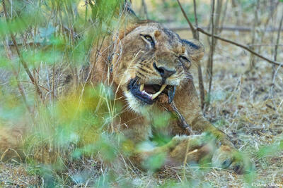 Zambia-Lioness Gnawing Hoof