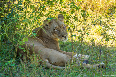 Zambia-Lioness in Shade