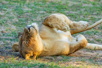 Zambia-Lioness Rolling