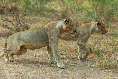 Zambia-Lions See Hyenas