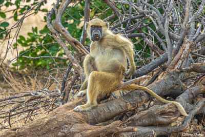 Zambia-Lower Zambezi Baboon