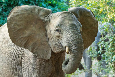 Zambia-Lower Zambezi Elephant