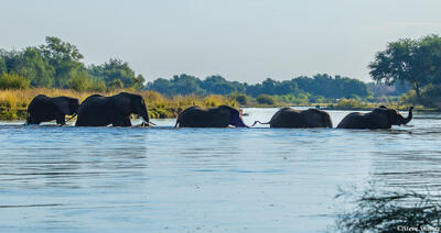 Zambia-Lower Zambezi Elephants