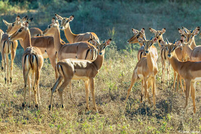 Zambia-Lower Zambezi Impalas